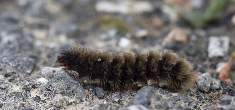 Bruchi di Amata phegea  da confermare